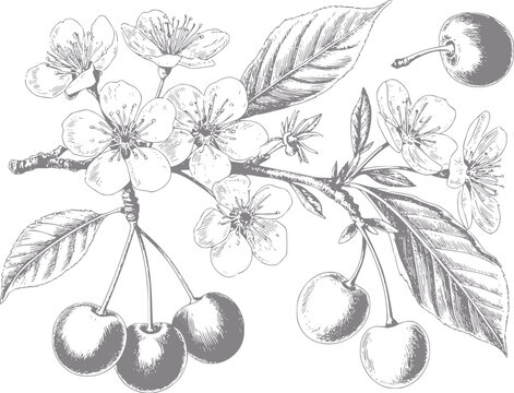 Dibujo detallado a mano de una rama de cerezo con flores en flor, hojas verdes y cerezas maduras