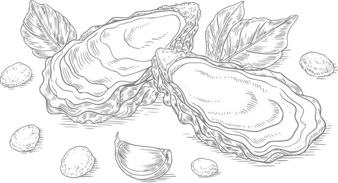 Ostras frescas dibujadas a mano con hojas de albahaca y dientes de ajo para un men&uacute; de mariscos gourmet
