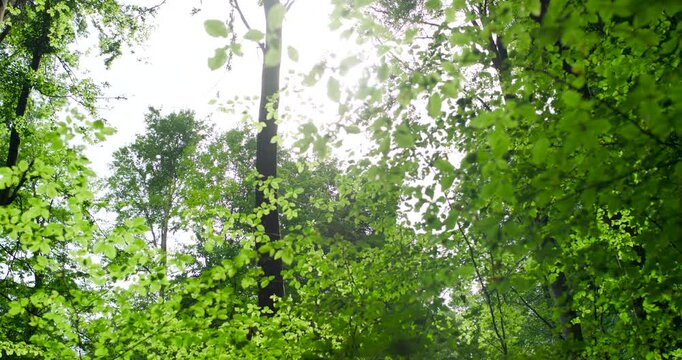 Looking up at green forest canopy in summer woodland