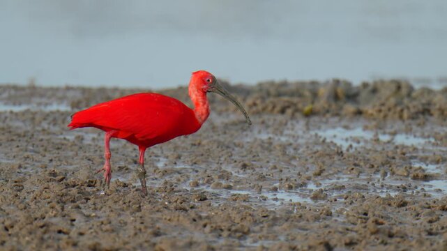 scarlet ibis (Eudocimus ruber)bird forage in mangrove forests.