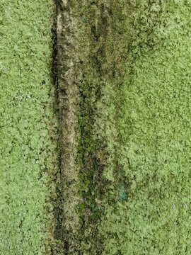 Abstract background of old weathered wall with a layer of green moss and algae growth. Rough texture of concrete wall surface with natural green moss growth of Bryophytes and algae, due to humidity.