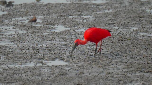 scarlet ibis (Eudocimus ruber)bird forage in mangrove forests.