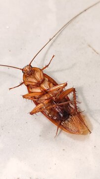 A cockroach lies sprawled on the floor, about to die after being sprayed with insecticide. close-up view.