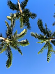 Obraz premium Palm Trees Against Blue Sky