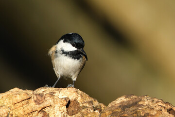 Coal Tit Perched on Tree Bark in Natural Habitat Background © Badr