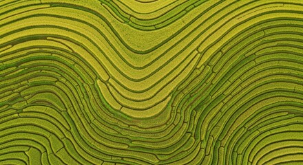 Obraz premium Aerial Top Down View of Beautiful Terraced Rice Fields with Vibrant Green and Yellow Patterns in Rural Countryside