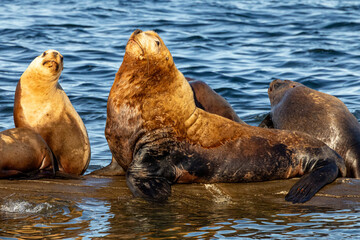 Fototapeta premium Group of Steller sea lions resting on a rocky shore, featuring a large bull and females basking under bright daylight with ocean water background