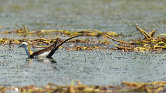 pheasant-tailed jacana (Hydrophasianus) bird in wetland