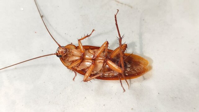 A cockroach lies sprawled on the floor, about to die after being sprayed with insecticide. close-up view.