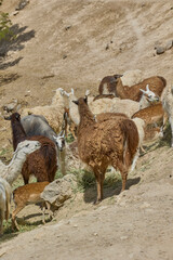 Fototapeta premium Mixed herd of llamas and alpacas feeding on dry hillside terrain