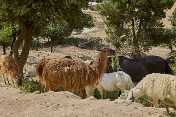 Fototapeta premium Llamas grazing together with deer and pony in wildlife park