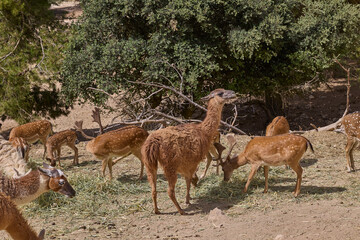 Fototapeta premium Guanaco grazing among llamas and deer in wildlife enclosure