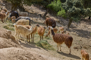Fototapeta premium Mixed herd of llamas and deer grazing on rocky hillside terrain