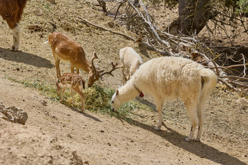 Fototapeta premium Llamas and deer feeding together on dry hillside in wildlife reserve