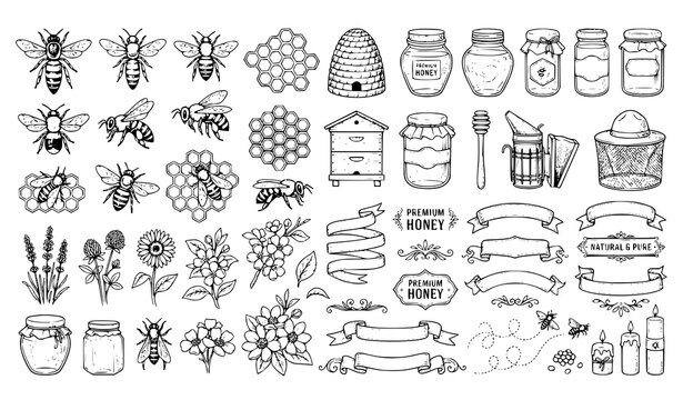 Honey Bee and Honey Jar Outline Vector Set with Botanical Elements for Organic Packaging and Labels