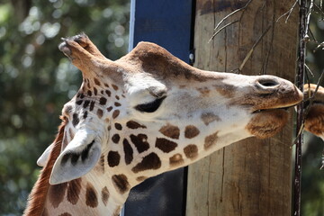 single giraffe feeding on fresh branches, leaves (macro, close-up, profile, portrait, bright-sunshine) 5135 © Don Hoskins