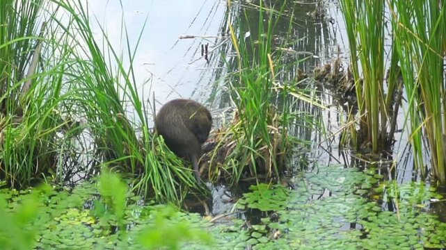 Nutria turning sideways while cleaning fur among floating aquatic plants and reeds in shallow water. Shows natural grooming routine, wetland species activity, and freshwater habitat observation.