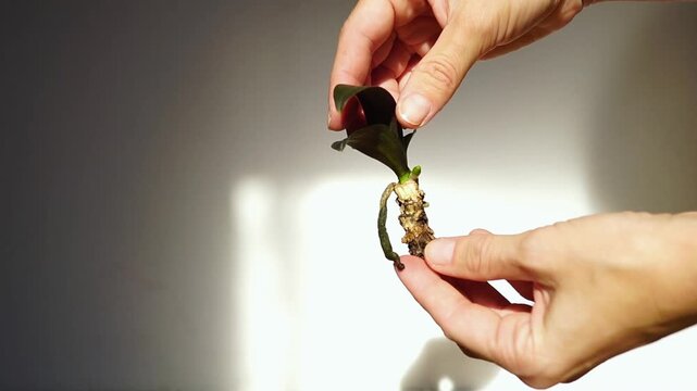 Female hands rotating juvenile orchid with emerging root growth in natural light. Illustrates recovery potential assessment, rehabilitation monitoring, and Phalaenopsis cultivation troubleshooting.