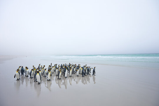 King penguins standing and walking across reflective wet sand in soft coastal fog on a remote beach in the Falkland Islands. Colors: white, gray, black.