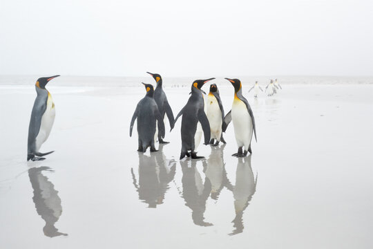 King penguins standing and walking across reflective wet sand in soft coastal fog on a remote Volunteer point beach in the Falkland Islands.