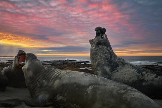 Male southern elephant seals display dominance through raised posture and open-mouth vocalization in a coastal colony beneath a dramatic sunset sky in the Falkland Islands.