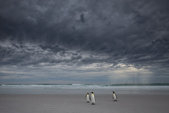 King Penguins Standing on Beach Beneath Dark Cloudy Sky in the Falklands