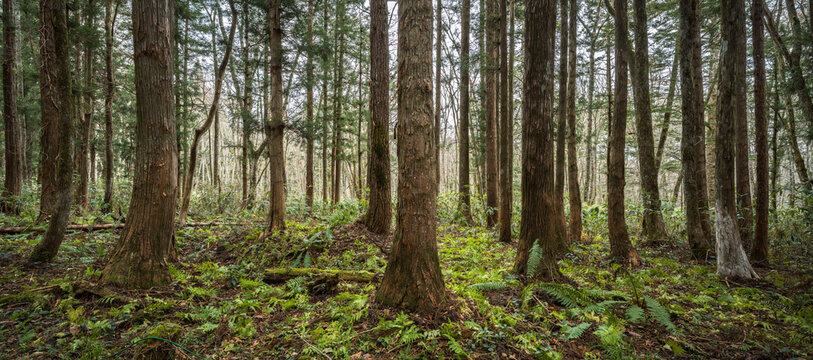 Pine trees at Togakushi Natural Recreation Forest, Nagano Prefecture, Japan