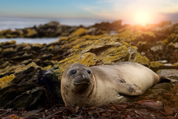 Young southern elephant seal resting among wet kelp and coastal rocks in warm sunset light on a remote shoreline in the Falkland Islands. © Martin Mecnarowski