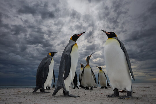 Low Angle View of King Penguins Under Dramatic Storm Clouds in Falkland Islands