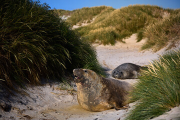 Falkland Islands Wildlife Scene with Elephant Seal Pups in Coastal Dunes © Martin Mecnarowski