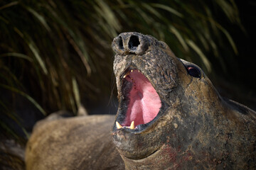 Detailed Wildlife Portrait of Southern Elephant Seal Bull During Dominance Display © Martin Mecnarowski
