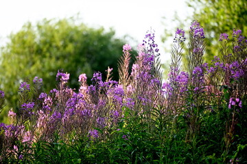 Obraz premium Firefly, Ivan Chaj, Chamaenerion blooms in a meadow during the summer