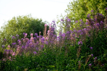 Naklejka premium Firefly, Ivan Chaj, Chamaenerion blooms in a meadow during the summer