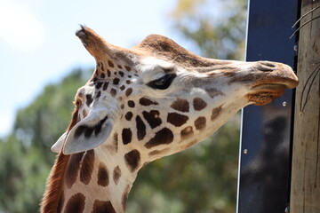 single giraffe feeding on fresh branches, leaves (macro, close-up, profile, portrait, bright-sunshine) 5140 © Don Hoskins