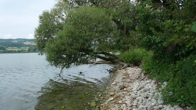 Naturschutzgebiet Uferzone in einer Bucht am See in der Schweiz, Natur beim Greifensee Ufer in Uster in der Jahreszeit Sommer