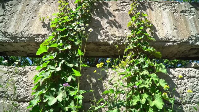 Green climbing vines and small wildflowers growing through gaps in weathered, abandoned concrete blocks. Nature reclaiming man-made ruins under bright outdoor sunlight.