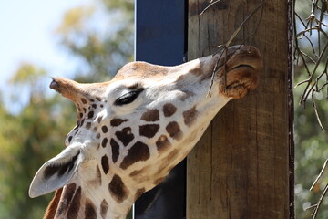 single giraffe feeding on fresh branches, leaves (macro, close-up, profile, portrait, bright-sunshine) 5143 © Don Hoskins