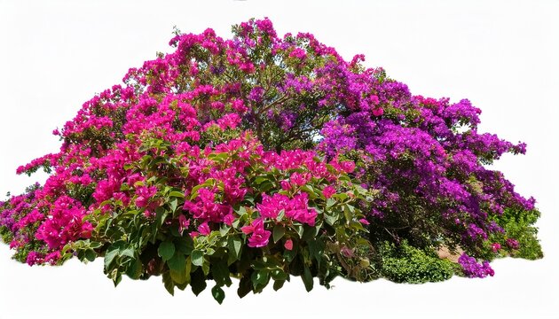 Bougainvillea Bush With Vibrant Pink And Purple Blossoms And Dense Green Foliage In Full Bloom Isolated On White Background