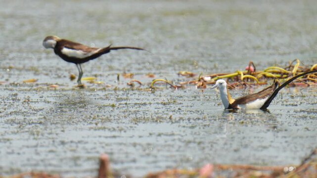 pheasant-tailed jacana (Hydrophasianus) bird in wetland