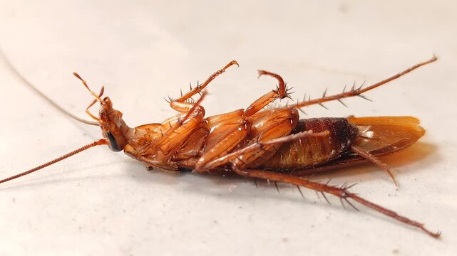 A cockroach lies sprawled on the floor, about to die after being sprayed with insecticide. close-up view.