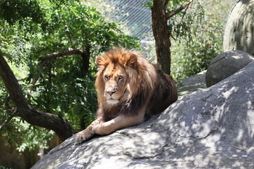 male Barbary or Asiatic lion lounging on rocky outcrop (facing, shade, sunshine) 5150 © Don Hoskins