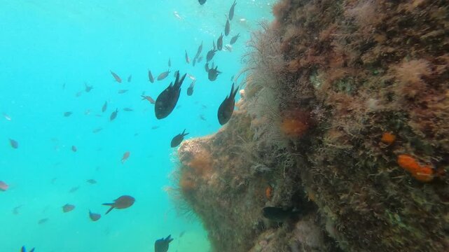 Exploring Mediterranean Rocky Reef with Colorful Marine Life and Underwater Fish