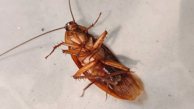 A cockroach lies sprawled on the floor, about to die after being sprayed with insecticide. close-up view.