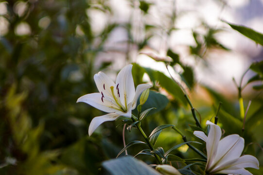Beautiful garden flowers background for copy space and presentations