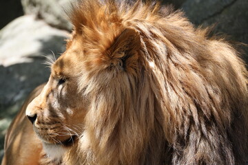 male Barbary or Asiatic lion resting on rocky outcrop (close-up, profile, portrait, shade, sunshine) 5168 © Don Hoskins