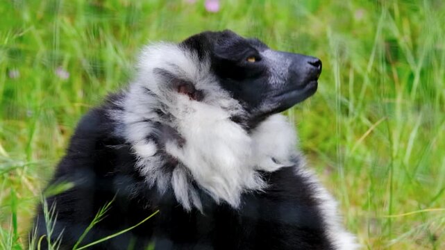 Black and White Ruffed Lemur Sitting on Green Grass