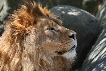 male Barbary or Asiatic lion resting on rocky outcrop (close-up, profile, portrait, shade, sunshine) 5171 © Don Hoskins