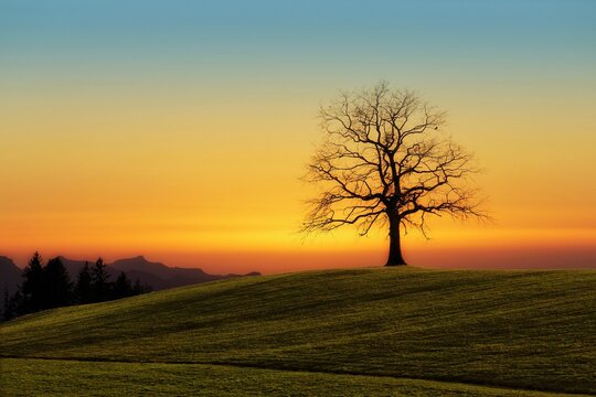 sunset in the field