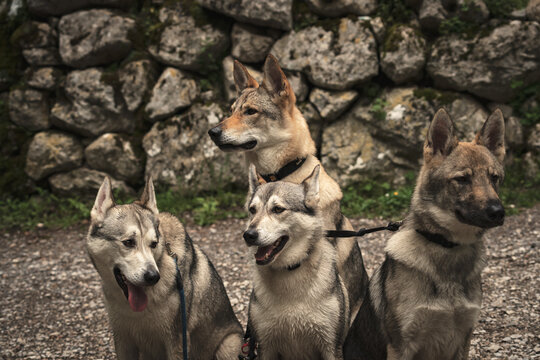 Four Czechoslovakian Wolfdogs Sitting Together Outdoors Near a Stone Wall