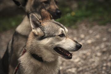 Fototapeta premium Czechoslovakian Wolfdog Looking Left with Another Wolfdog in the Background